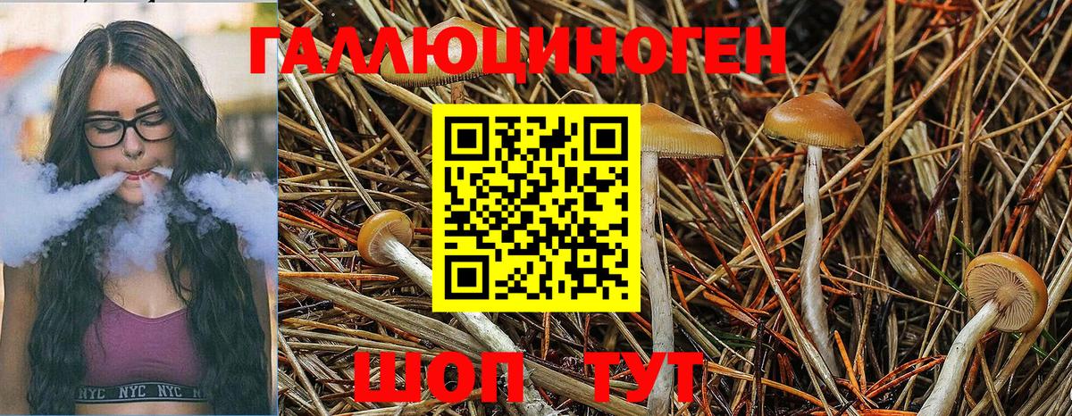 Псилоцибиновые грибы Psilocybe Новоуральск